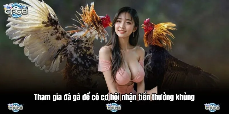 Tham gia đá gà để có cơ hội nhận tiền thưởng khủng